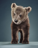 poster for Jill Greenberg "New Bears"