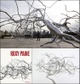 poster for Roxy Paine "Dendroid Drawings and Maquettes"