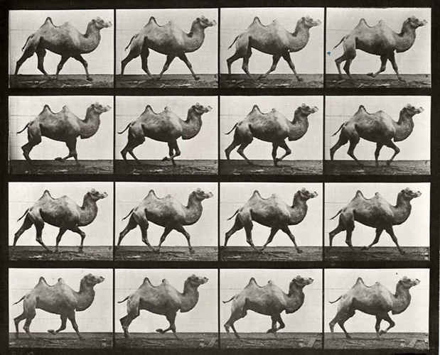 poster for Eadweard Muybridge "Animal Locomotion"