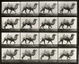 poster for Eadweard Muybridge "Animal Locomotion"