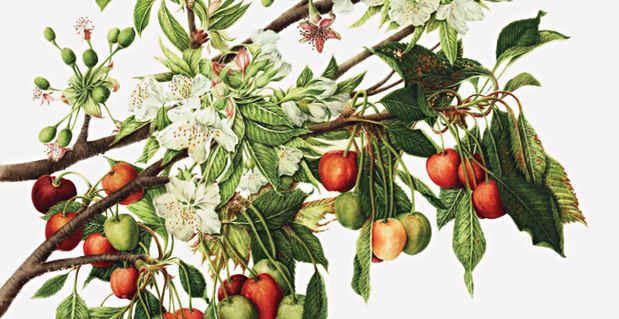 poster for "The 14th Annual International Juried Botanical Art Exhibition"