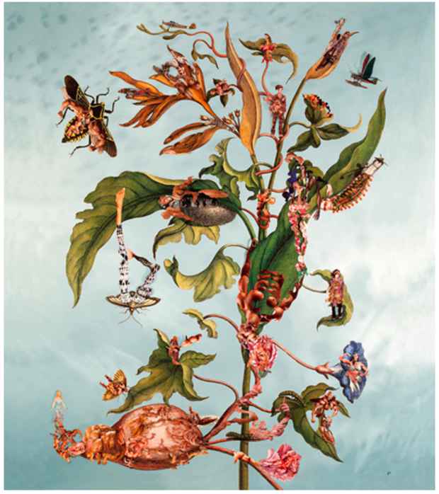 poster for Dominique Paul “Insects of Surinam 19”