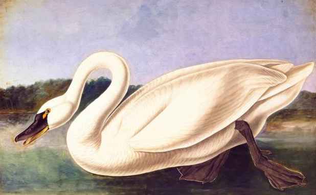 poster for “John James Audubon: National Treasures—Summer Swans A-swimming for The Birds of America (1827–38)” Exhibition