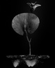 poster for Miljohn Ruperto & Ulrik Heltoft “Voynich Botanical Studies”