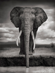 poster for Nick Brandt "On This Earth, A Shadow Falls"