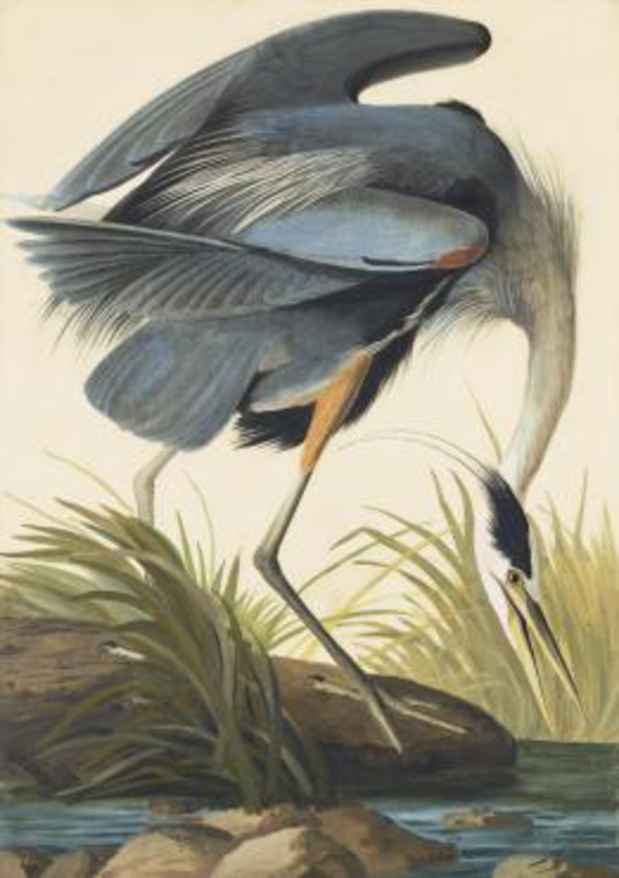 poster for John James Audubon “Aviary : Parts Unknown”