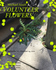 poster for Michael Assiff “Volunteer Flowers”